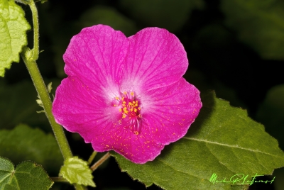 Rose Mallow April